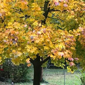 Meet your Posher, Angelina